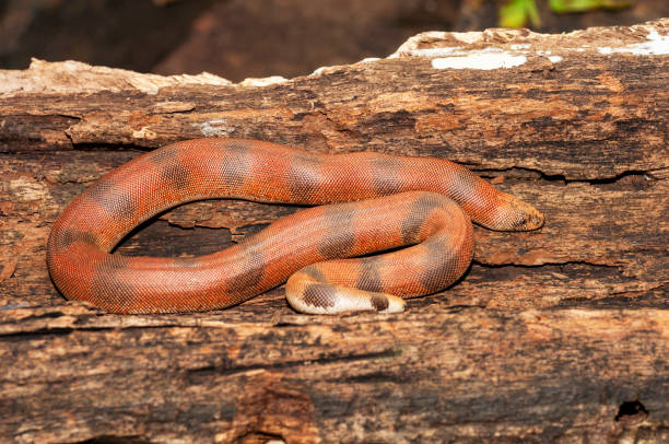 istock Red sand boa, Eryx johnii, Thane, Maharashtra, India 1094317836