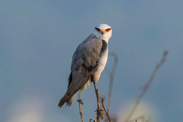 Black winged kite, Elanus caeruleus, Uran, Maharashtra, India