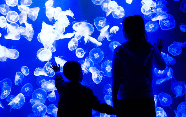 어머니와 아들 해파리를 보고 - aquarium biology jellyfish nature 뉴스 사진 이미지