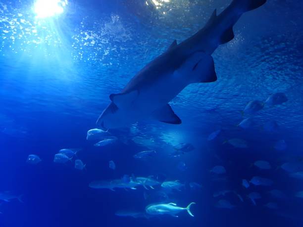 istock View of a Shark from below. 1094326972