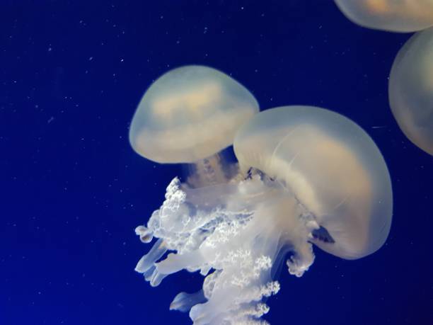 istock Jellifish close up in blue water 1094327436