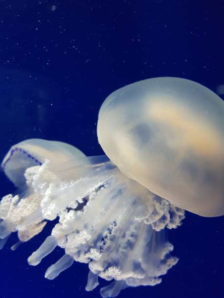 istock Jellifish close up in blue water 1094327684
