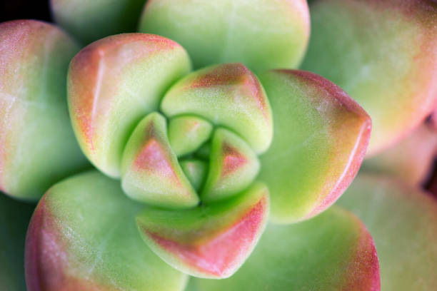 istock Close up of succulent plant backgruond 1094329334