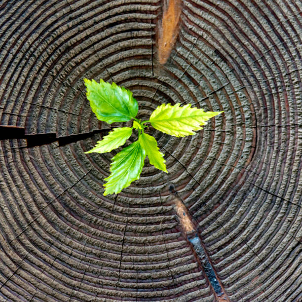 istock Young plant growing from old stump 1094334940