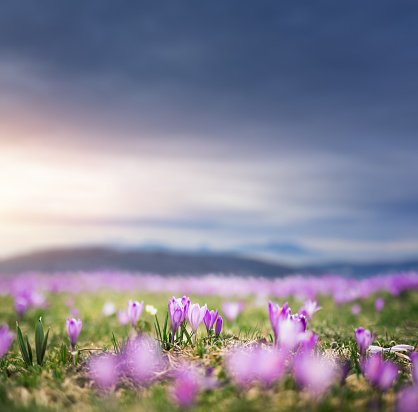 Mountain meadow full of blooming crocus flowers at sunset.