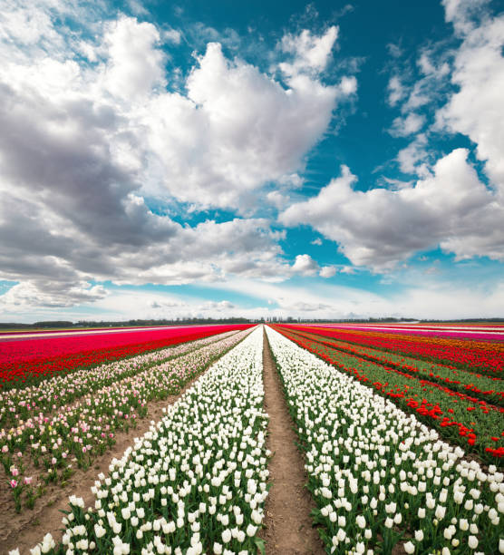 Beautiful multi colored tulip field in the Netherlands.