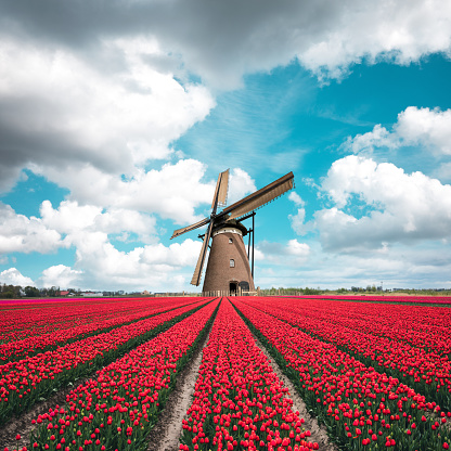 Beautiful red tulip field in the Netherlands with traditional windmill.