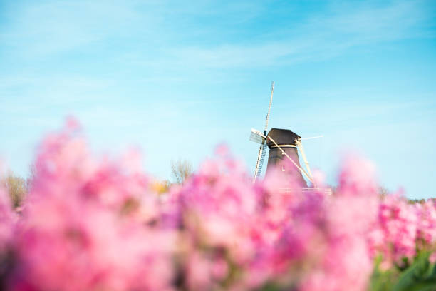 튤립 필드에 풍차 - tranquil scene windmill netherlands dutch culture 뉴스 사진 이미지