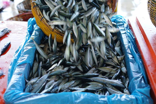 Fresh Sardines at Traditional Fish Market