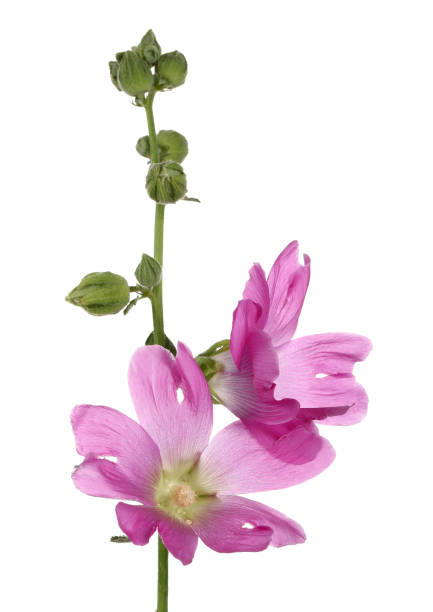 istock Alcea rosea, pink hollyhock 1094338368