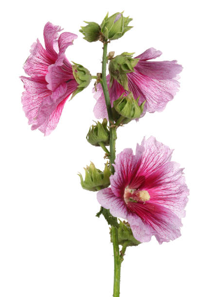 alcea rosea, la rose rose trémière - hollyhock flower photos et images de collection