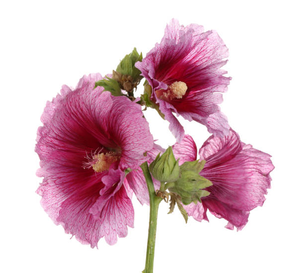 istock Alcea rosea, pink hollyhock 1094338568