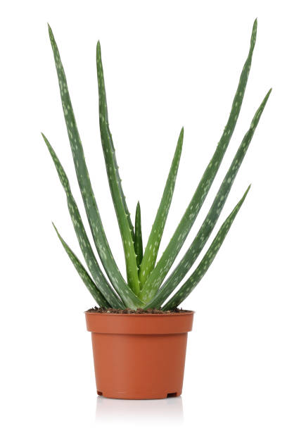 istock Fresh aloe vera plant in pot 1094338660