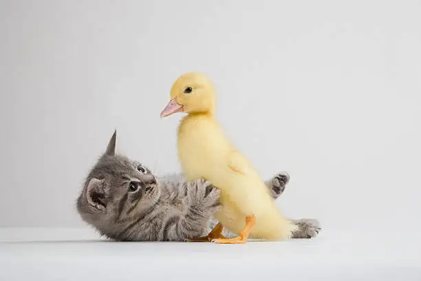 Photo of Kitten and duckling, studio shot