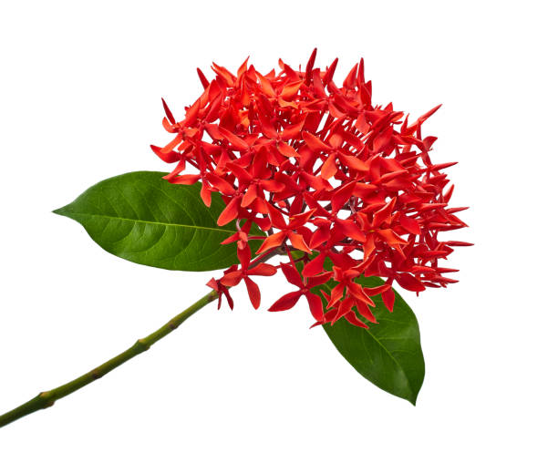 istock Ixora coccinea flower, Red ixora with leaves isolated on white background, with clipping path 1094343698