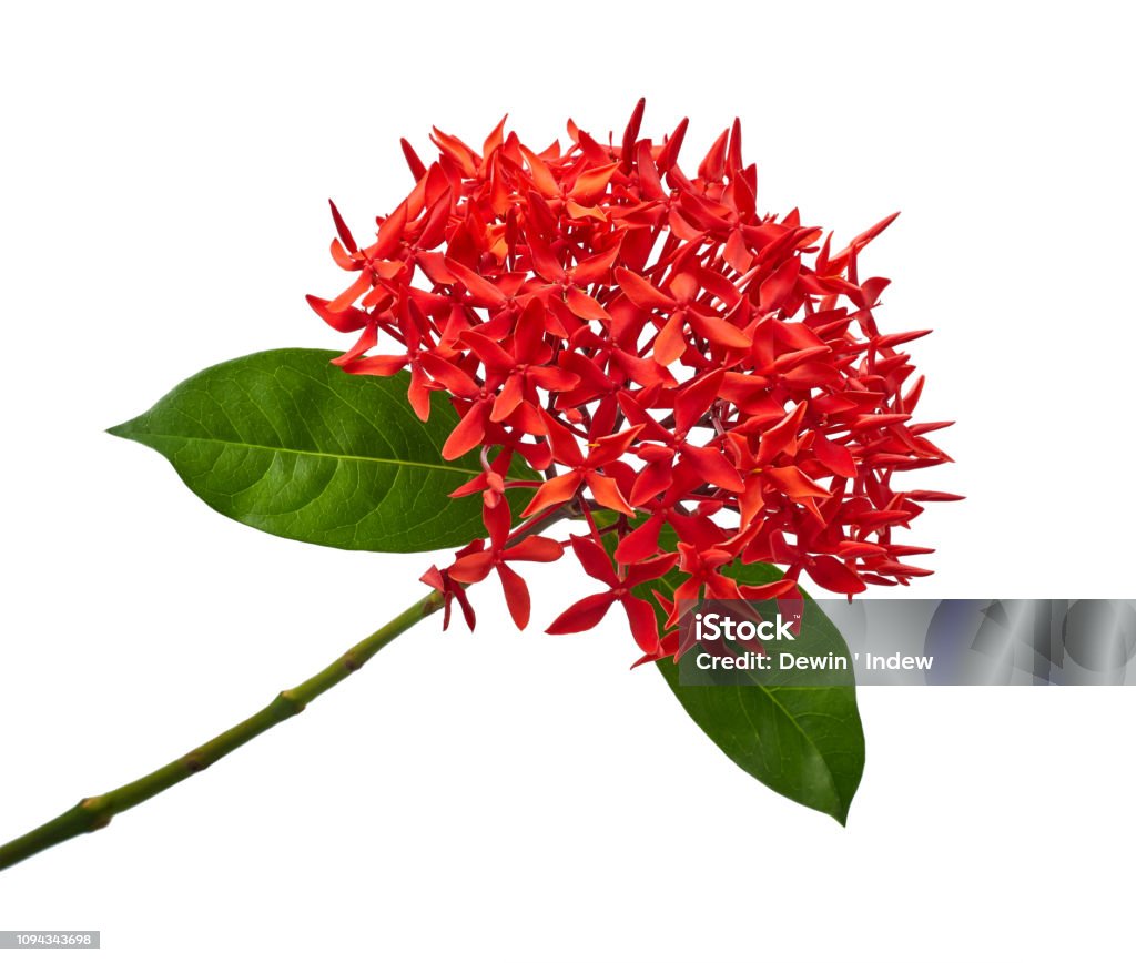 Foto de Ixora Coccinea Flor Ixora Vermelha Com Folhas Isolado No Fundo  Branco Com Traçado De Recorte e mais fotos de stock de Angiospermae - iStock