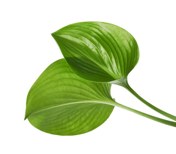 istock Cardwell lily leaf, Green circular leaves isolated on white background, with clipping path 1094344250