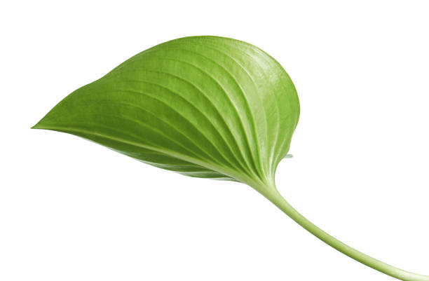 istock Cardwell lily leaf, Green circular leaves isolated on white background, with clipping path 1094345596