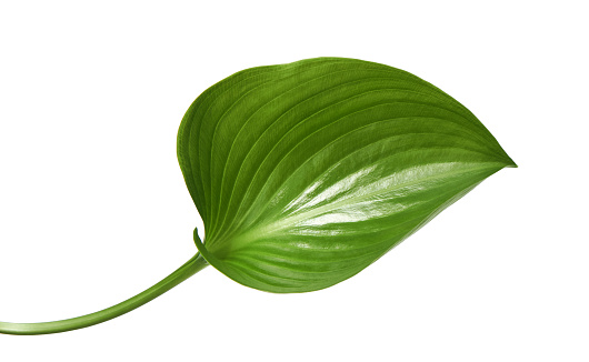 Cardwell lily leaf, Green circular leaves isolated on white background, with clipping path