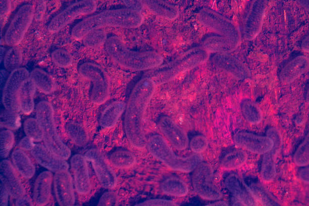 raspberry Bacteria microbes and bacterial colonies affect a healthy body
