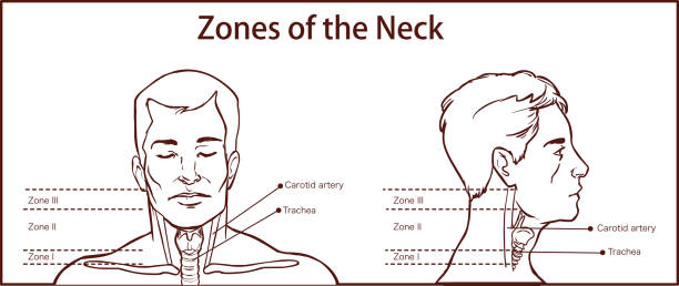 ilustraciones, imágenes clip art, dibujos animados e iconos de stock de las zonas del cuello vector i̇llustration - neurologic