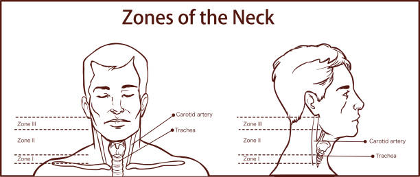 ilustrações, clipart, desenhos animados e ícones de zonas do pescoço vector i̇llustration - neurologic