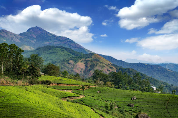 istock Hills and tee plantations in Kerala 1094349178