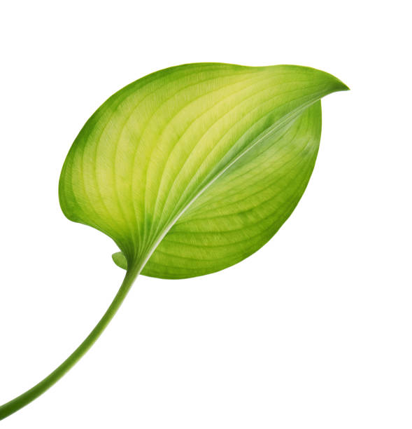 istock Cardwell lily leaf, Green circular leaves isolated on white background, with clipping path 1094350686