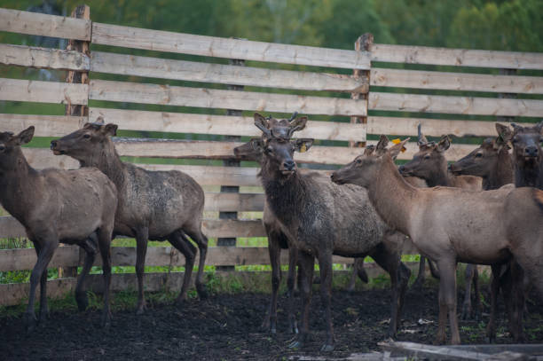 istock marals on farm in Altay 1094354500