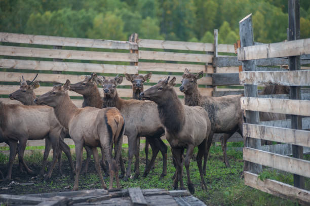 istock marals on farm in Altay 1094354506