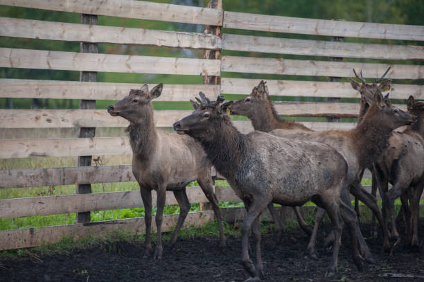 istock marals on farm in Altay 1094354514