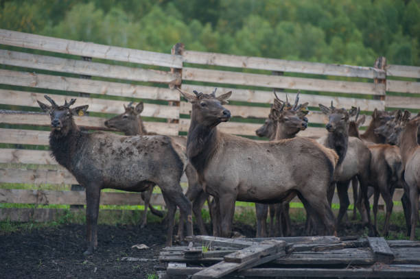 istock marals on farm in Altay 1094355984