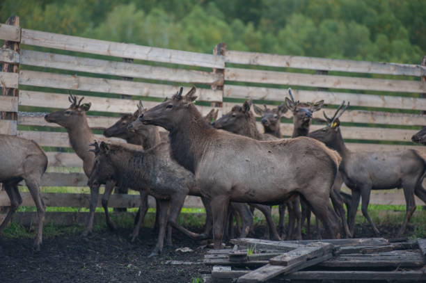 istock marals on farm in Altay 1094355992
