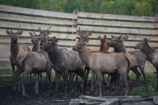istock marals on farm in Altay 1094356000