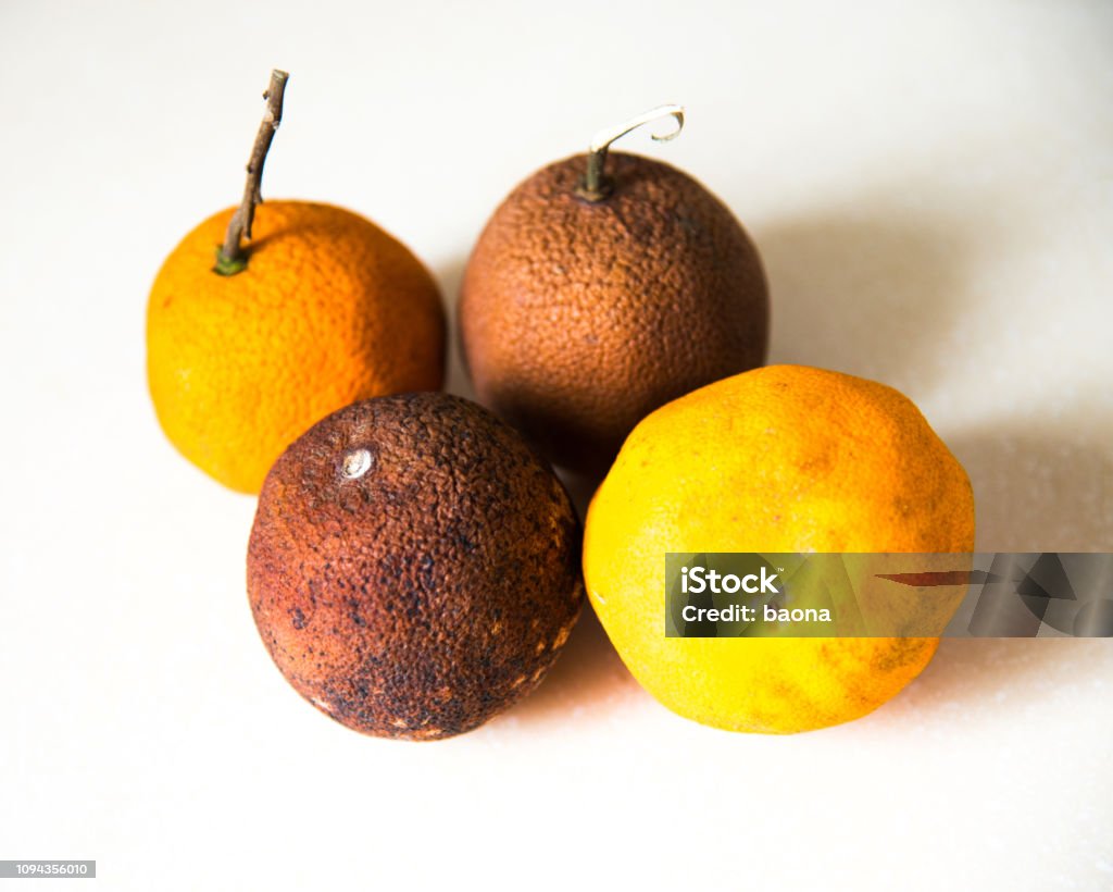 Rotten oranges isolated on white background Rotten oranges isolated on white background. Citrus Fruit Stock Photo