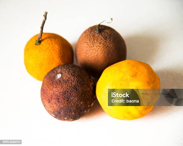 Rotten Oranges Isolated On White Background Stock Photo - Download Image Now - Citrus Fruit, Toxic Mold, Agriculture