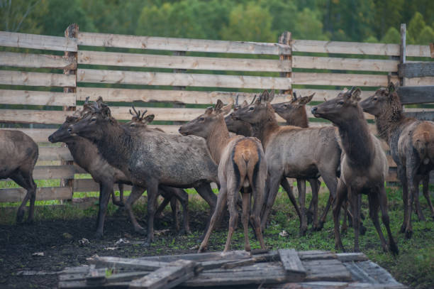 istock marals on farm in Altay 1094356026