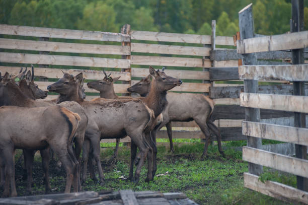 istock marals on farm in Altay 1094356052