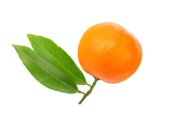 istock one mandarin with green leaf isolated on white background 1094360444