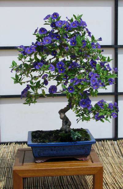 flowering-blue-potato-bush-or-