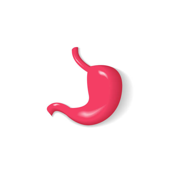 istock Stomach organ vector 3d illustration isolated on white background, red stomach icon with shadow, cartoon realistic stomach design 1094365850