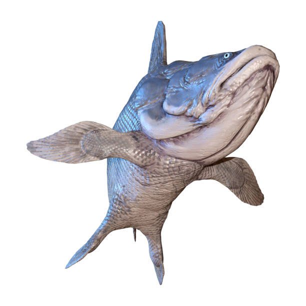 istock 3D illustration Mawsonia fish on white 1094370980