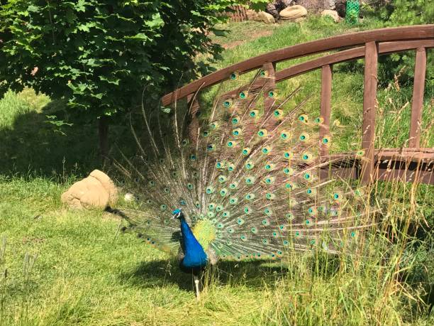 A male peacock with an open tail flaunts in sunlight.