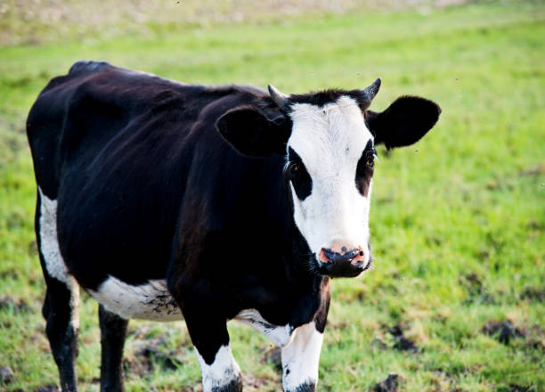 istock Cow on field of fresh grass 1094376480