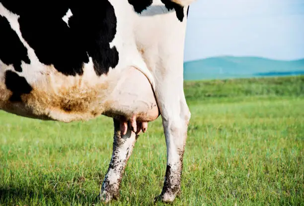 Close-up of holstein cow udder.