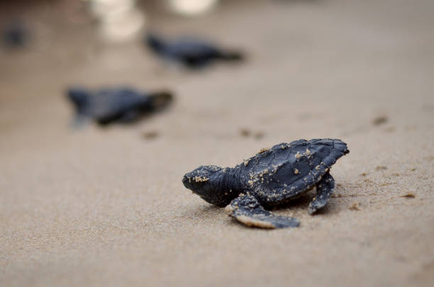istock Baby turtles on the beach 1094378234