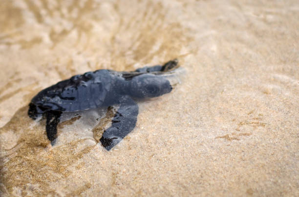 해변에 아기 거북이 - sea turtle square shape square endangered species 뉴스 사진 이미지