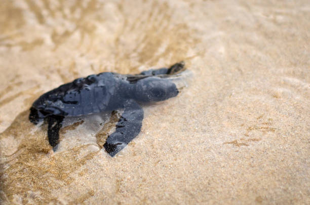 istock Baby turtles on the beach 1094378248