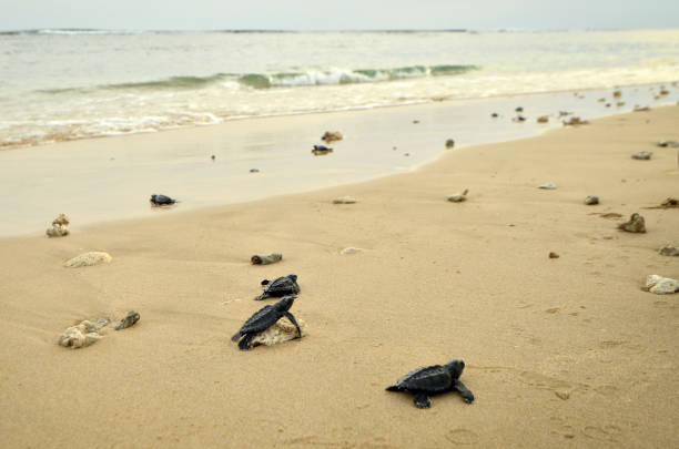 istock Baby turtles on the beach 1094378284