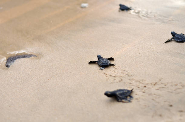 istock Baby turtles on the beach 1094378296